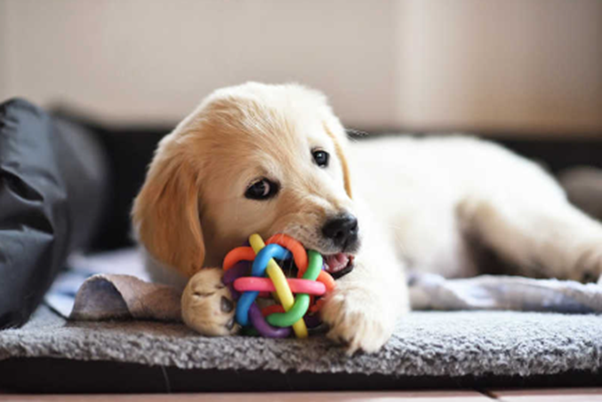 Pet Toys: How to Choose the Best