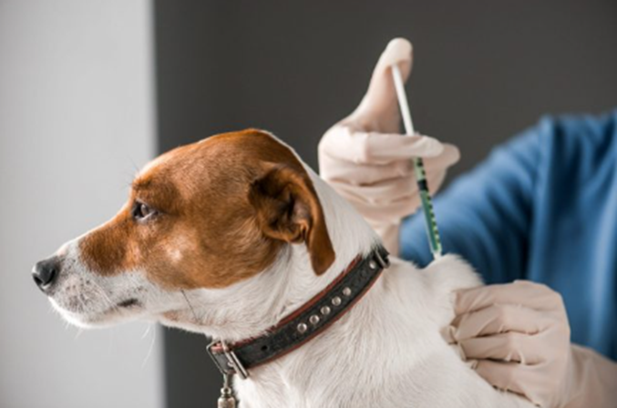 Pet Vaccinations Guide: What You Need to Know