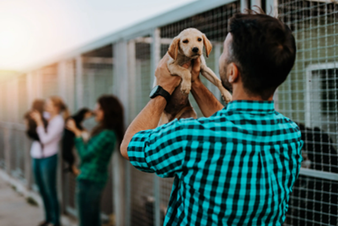 Adopting a Shelter Pet: What You Need to Know