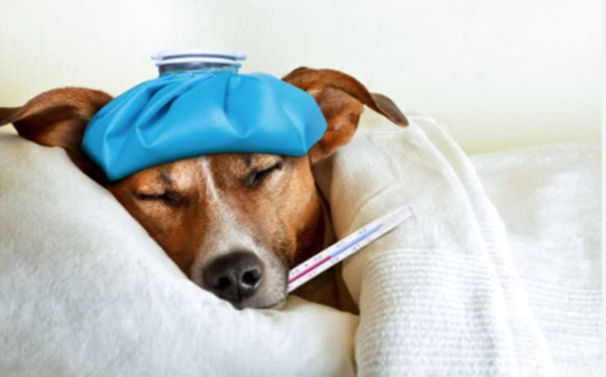 Your Pet is Sick: How to Know