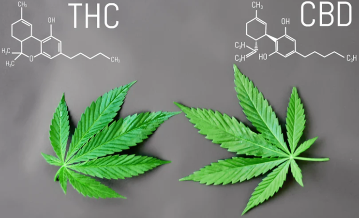 CBD and THC